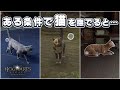 校内から猫を消し去るクソ呪文。ネコキエールをご紹介【ホグワーツレガシー】