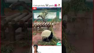 Beautiful baby 🐼 panda 🌺🥀|#panda #viralreels #viral #instareels #trending #million #fypシ゚viral