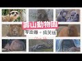 【vlog】好朋友敲碗🐒🐆 🐅 🐃 🐂 🐄 🦌  🐘 壽山動物園第二彈可愛零距離搞笑版😜🤗｜寿山動物園の第2弾は可愛くて面白いバージョン