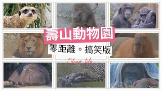 【vlog】好朋友敲碗🐒🐆 🐅 🐃 🐂 🐄 🦌  🐘 壽山動物園第二彈可愛零距離搞笑版😜🤗｜寿山動物園の第2弾は可愛くて面白いバージョン