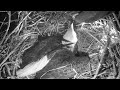 SWFL Eagles~F23 is calling for help! M15 comes down into the nest~00:30 am 2023/11/25