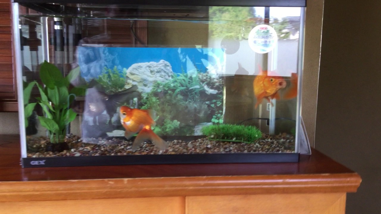 家の金魚は大きいよ Youtube