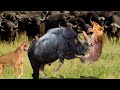 Angry Buffalo Destroy Baby Lion To Avenge Their Sacrifice Comrades || Wild Animal Attack 2022