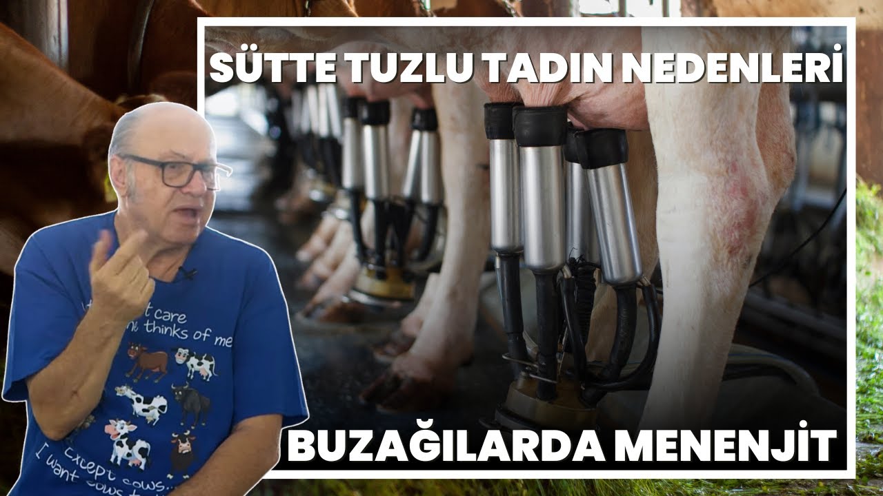 Sütte Tuzlu Tadın Nedenleri / Buzağılarda Menenjit