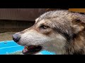 カッコいい狼犬のデレ顔がこれだ！