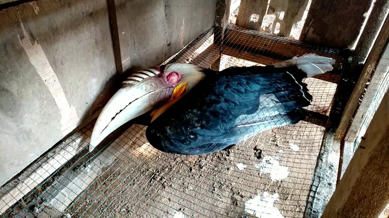 Burung Langka Rangkong Julang Emas Ditemukan Tak Berdaya Di Alas