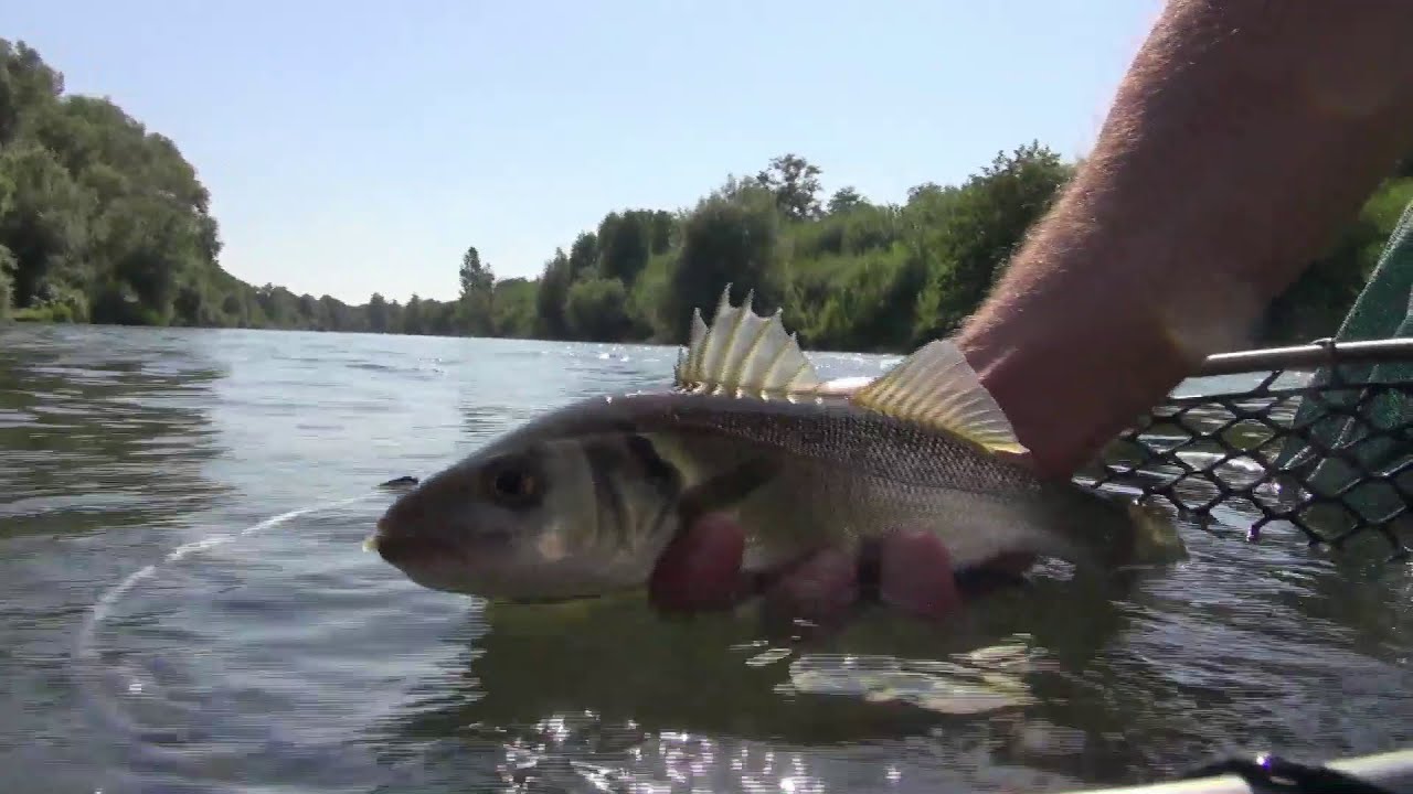 Pesca a bolognese - spigole a bigattino