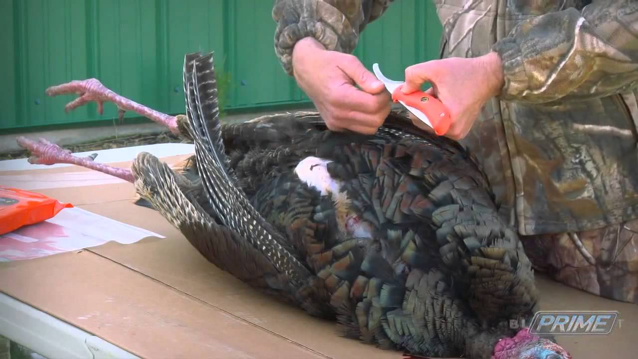 how to field dress a turkey
