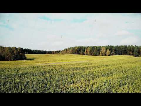 cornfield aerial, flying