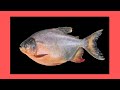 GabOFICIAL - PACU (visualizer)
