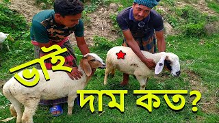 জালালের গাড়লের মূল্য কত। Sheep Price in Bangladesh। sheep farming। গাড়ল। ভেড়া । garol