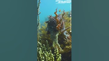 Cuttlefish - The Masters of Disguise!