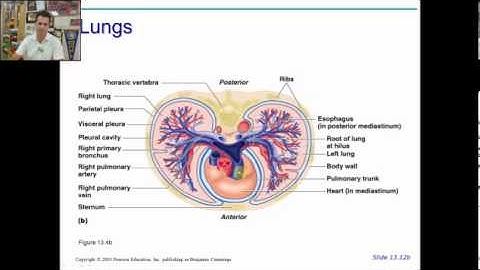 anatomy physiology chapter 19 part 1