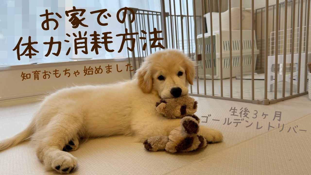 【生後３ヶ月ゴールデンレトリバー】お家での体力消耗方法！知育おもちゃ始めました！