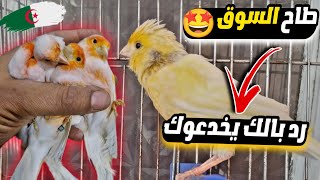 أسعار الكناري في الجزائر 2023 ?? | زعما صح طاحو الأسعار؟