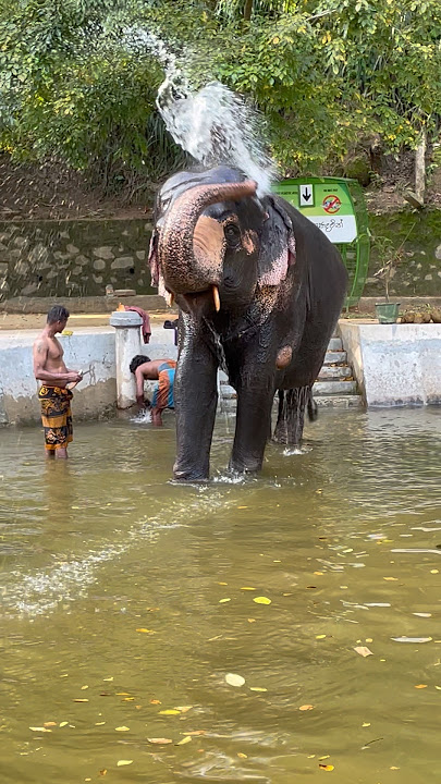 😮 මොකක්ද ඒ උනේ | What happened to the elephant | Sama✨ #elephant #shortvideo