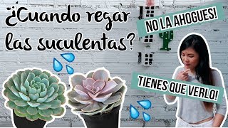 ¿Cuándo regar cactus ó suculenta? Secretos para no ahogarla! - Milicienta