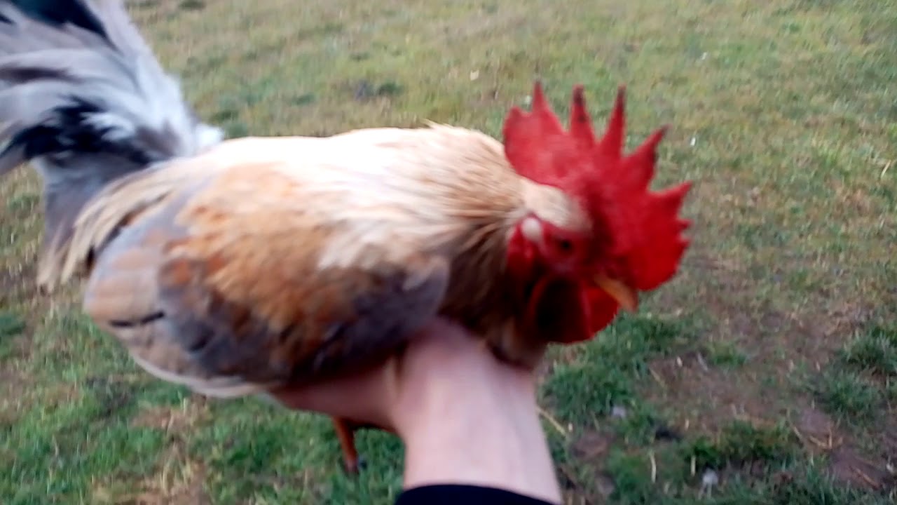 Stado rozpłodowe na rok 2021 chabo