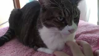 猫の香箱座りに指を突っ込む　Sitting cat vs My finger