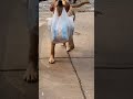 Dogs are little helpers #funnyvideo #funnydog #funnytiktoks #cutedog