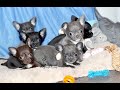 ТОП семейка ЧИХУАХУА 1,5 месяца * Стрижка когтей щенкам, дегельмитизация до прививки * Chihuahua