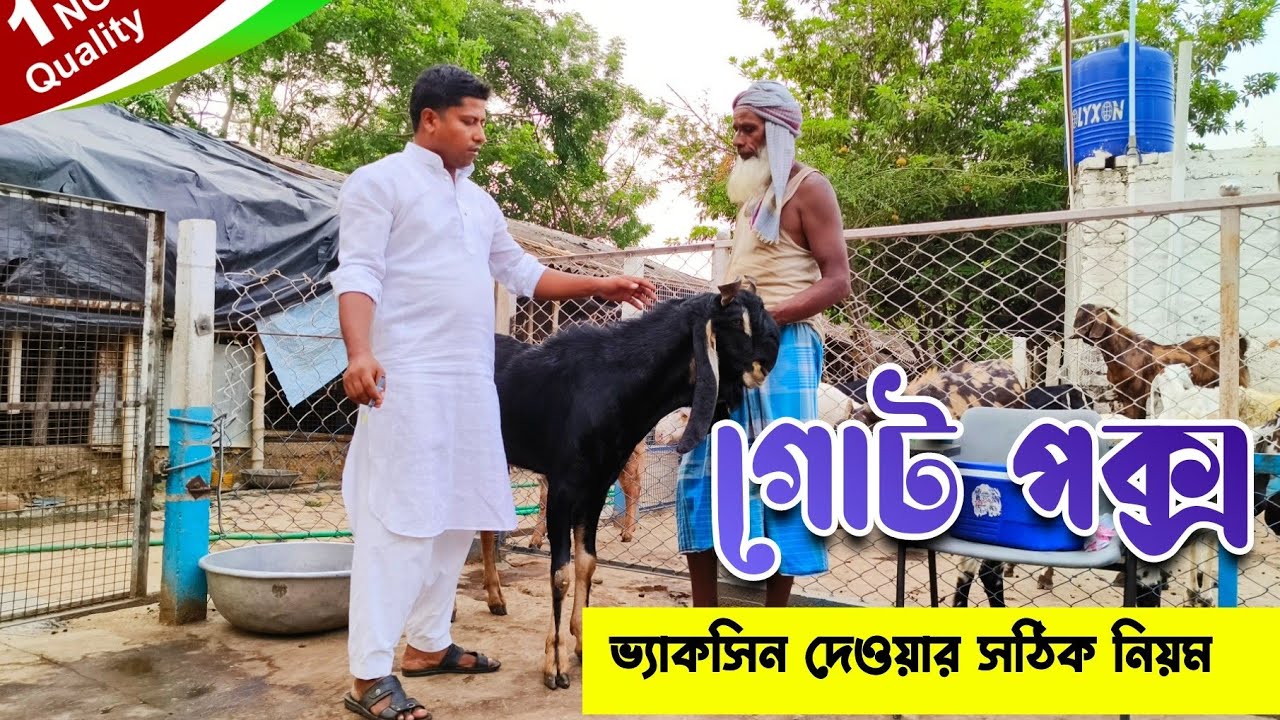 goat-pox-vaccine-kgn-goat-farm-youtube