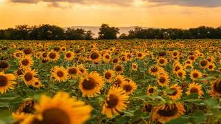 Sunflowers at golden hour