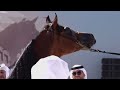 265 M HAMAD AJMAN ARABIAN HORSE CHAMPIONSHIP 02 04 January 2026 