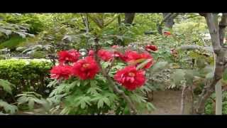 20130424_今年の牡丹は2 長谷観音_yt391