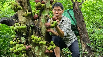 Harvest Wild Fruits & Cook for Pigs | Caring for Our Farm Animals | Solo Survival