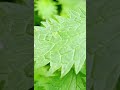 Чому кропива жалиться? Why does nettle sting?