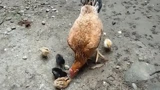 Induk ayam saat memberi makan anaknya | SUARA INDUK AYAM