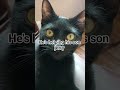 Good news!! #cat #cute #cutecat #kitty #kitten #meow #mow #fyp #catvideos #catman #blackcat #mrkot