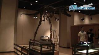 大恐竜展 「ジェーン」骨格標本組み立て 2011年7月27日