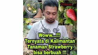 Ternyata Pohon Strawberry Bisa Berbuah di Kalimantan!!!