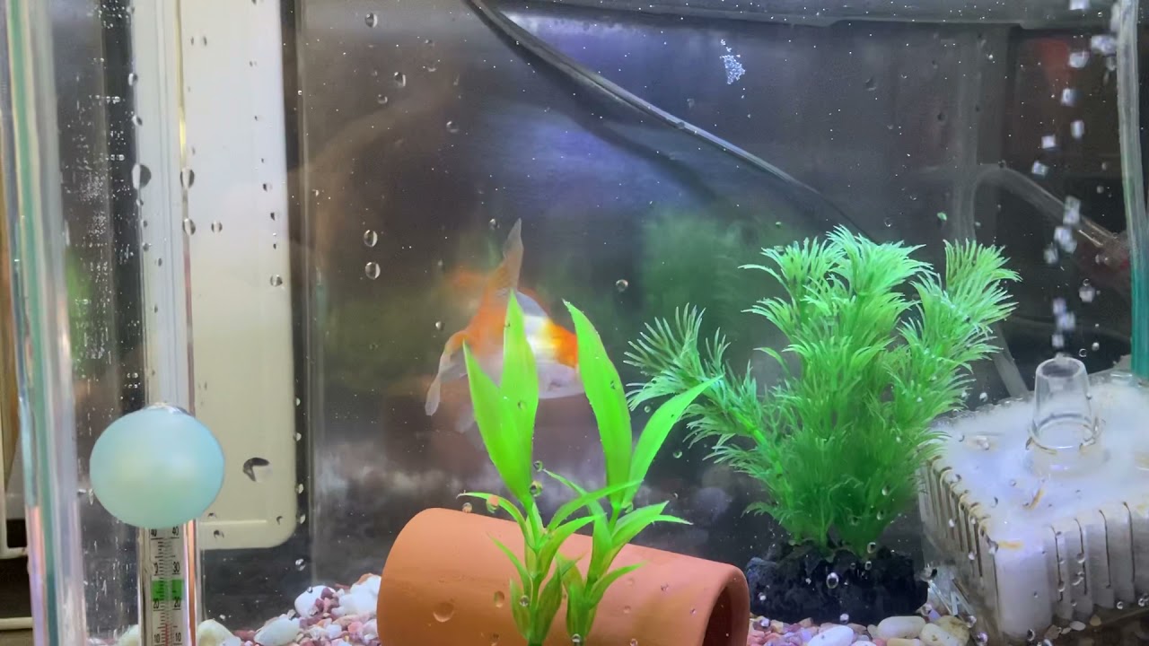 うちの金魚 Youtube