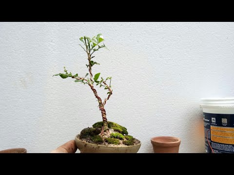 Video Trồng cây nguyệt quế làm bonsai siêu mini - youtube
