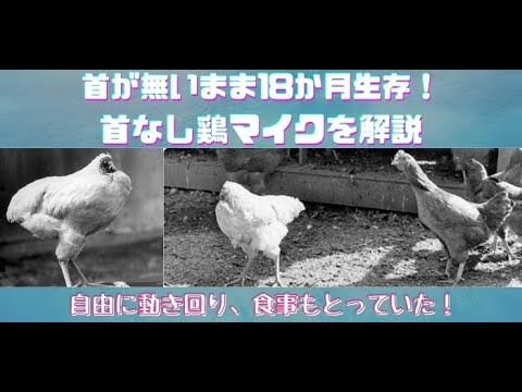 雑学 首が無いまま18か月も生存 首なし鶏マイクをざっくりと解説 Youtube