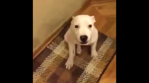 La Sonrisa de un perro - vídeo para morir de risa