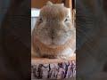 今度は逆側に…また現れた１本の反発ヒゲが面白いウサギ #うさぎ #かわいい #おもしろ