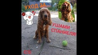 УХОД ЗА УШАМИ СПАНИЕЛЯ~ЧТО НУЖНО ДЕЛАТЬ~ КАК ПОНЯТЬ ЧТО СОБАКА БОЛЬНА? УХОД ЗА УШАМИ СПАНИЕЛЯ~ЧТО НУЖНО ДЕЛАТЬ~ КАК ПОНЯТЬ ЧТО СОБАКА БОЛЬНА?