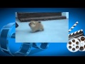 Восьминедельный щенок померанского шпица. The eight-Pomeranian puppy