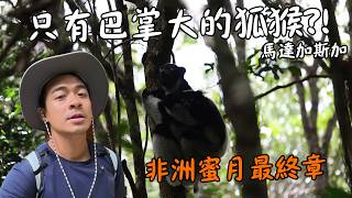【馬達加斯加3】非洲蜜月最終章！前進熱帶雨林尋找巴掌大狐猴！？走一走來愈到台灣人！？Madagascar Jungle Adventure: Lemurs, Night Walk Eng Sub