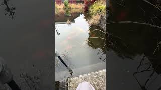 今朝の野池 #koi    11月下旬