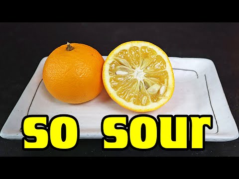 NANSHO SOUR ORANGE : This Fruit is More Sour Than a Lemon! (Citrus Taiwanica) - Weird Fruit Explorer