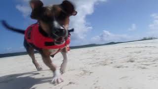 Shanti on the sandbar