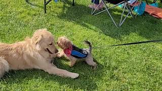 little dog domination over golden retriever.  (cuteness)