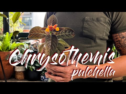 Video: Leptinella-koperknoppies: Plant koperknoppies in die tuin