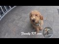 Labradoodle - obedience and therapy dog training - Montreal Labradoodle - obedience and therapy dog training - Montreal