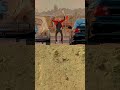 she wost car win
